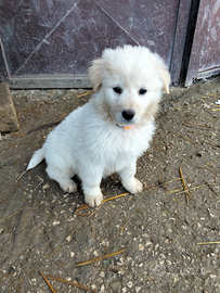 Cuccioli taglia media