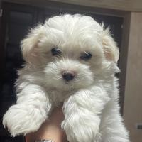 Cuccioli di Maltese- Maschietto e femminuccia ?