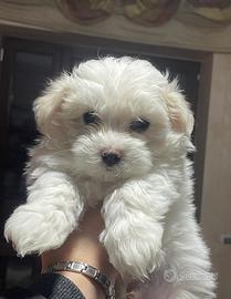 Cuccioli di Maltese- Maschietto e femminuccia ?