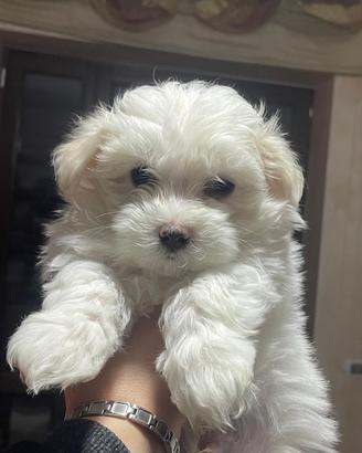 Cuccioli di Maltese- Maschietto e femminuccia ?