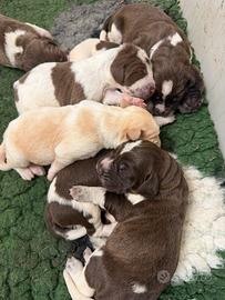 Cuccioli di Spinone Italiano
