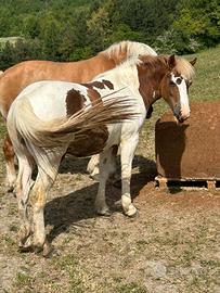 Cavalla puledra Paint pezzata grossa struttura
