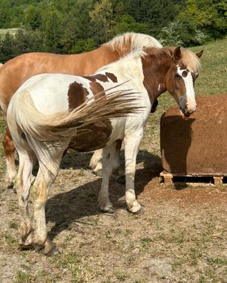 Cavalla puledra Paint pezzata grossa struttura