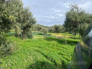 Terreno uliveto Misilmeri