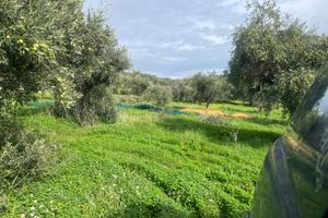 Terreno uliveto Misilmeri