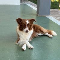 Border collie