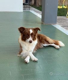 Border collie
