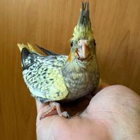 Calopsite pappagallo baby allevato a mano