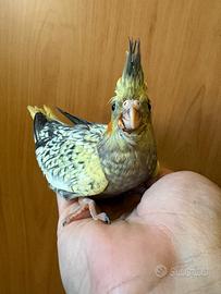 Calopsite pappagallo baby allevato a mano