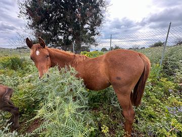 Puledro arabo