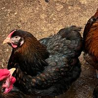 Trio galline gallo Wyandotte