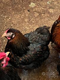 Trio galline gallo Wyandotte