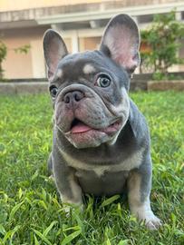 Bulldog francese