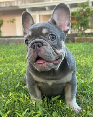 Bulldog francese