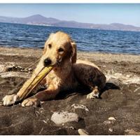 Golden retraiver