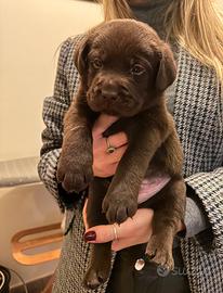 Cuccioli di Labrador Retriever