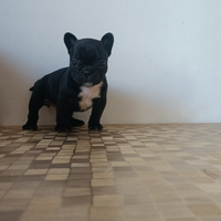Bulldog Inglese