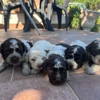 Cuccioli di Lagotto