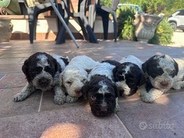 Cuccioli di Lagotto