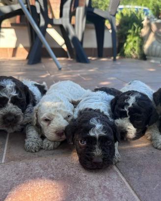 Cuccioli di Lagotto
