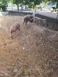 agnello pecora nana d'oussant 