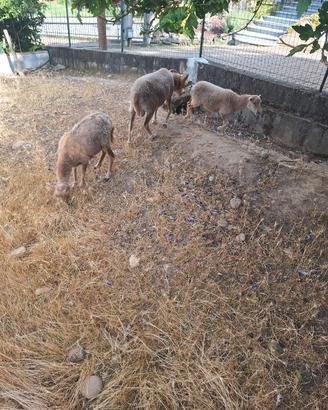 agnello pecora nana d'oussant 