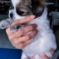 Chihuahua pedigree femmina