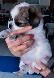 Chihuahua pedigree femmina