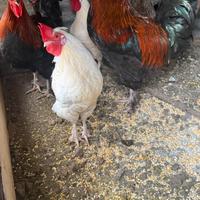 Galli e galletti