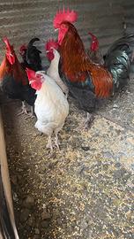 Galli e galletti
