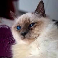 Ragdoll