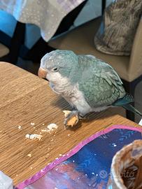 Pappagallo smarrito parrocchetto monaco