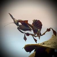 Mantide Fantasma Phyllocrania Paradoxa