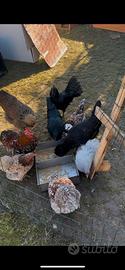 Disponibili galli e galline
