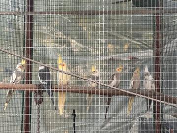 Calopsite Coppia 2025 pezzata