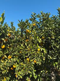 Agricoltura