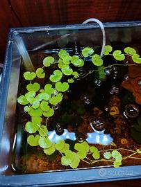 Hydrocotyle leucocephala 