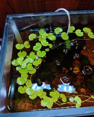 Hydrocotyle leucocephala 
