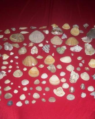 Collezione conchiglie marine anche per acquari