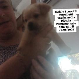 3 cuccioli