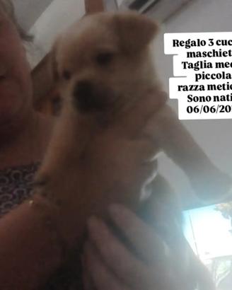 3 cuccioli