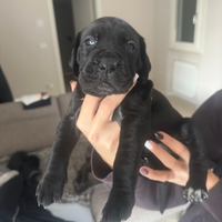 Cuccioli cane corso