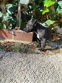 American Staffordshire Terrier cuccioli a Bari