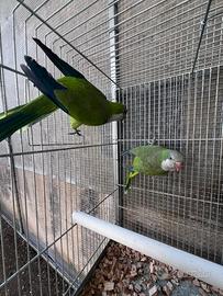 Coppia parrocchetto monaco