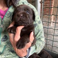 Cuccioli Labrador Chocolat