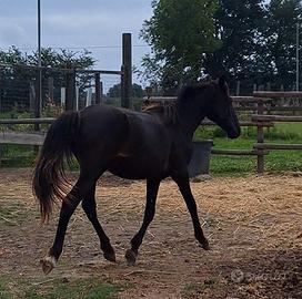 Pony di Esperia puledra