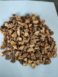 noccioli di pesca e gusci