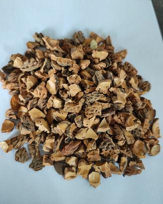 noccioli di pesca e gusci