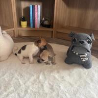 Chihuahua