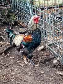 Gallo